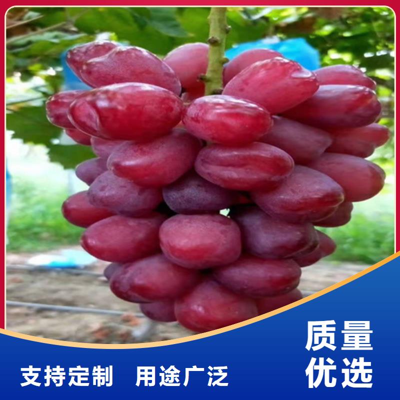 葡萄樱桃树苗实力公司