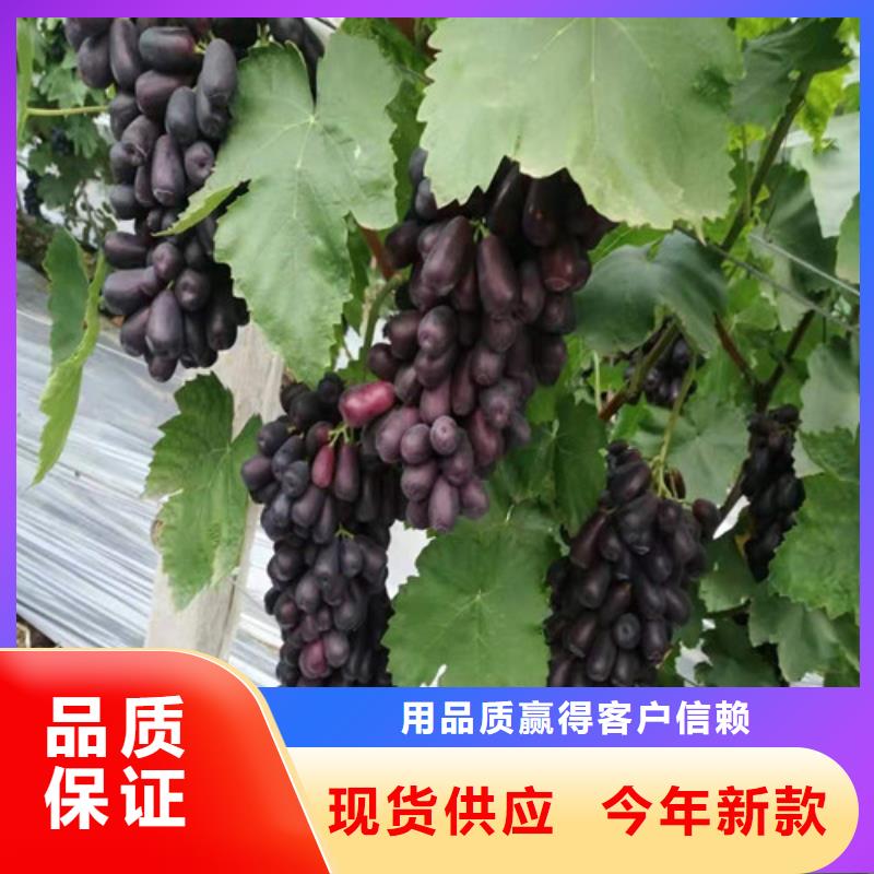 葡萄木瓜海棠苗实力优品