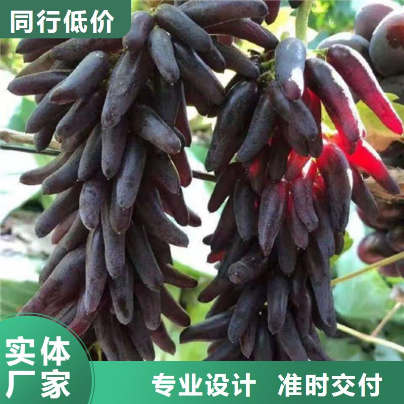 葡萄木瓜海棠苗实力优品