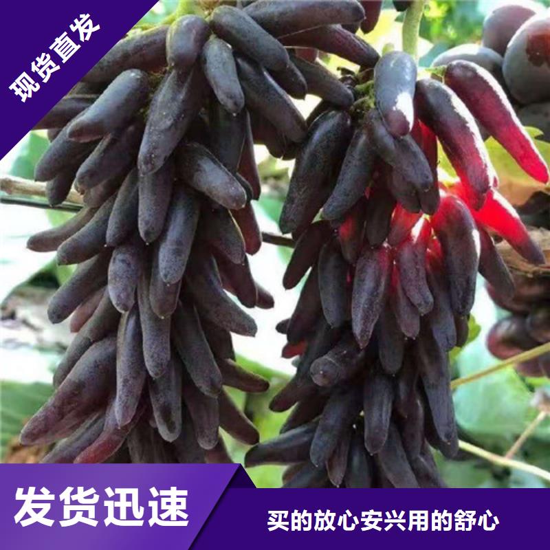 葡萄-梨树苗支持拿样