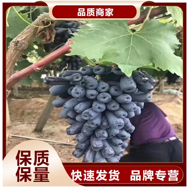 葡萄-梨树苗支持拿样