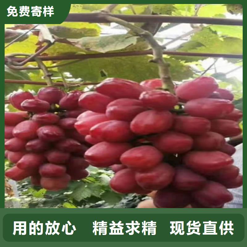 葡萄樱桃树苗实力公司