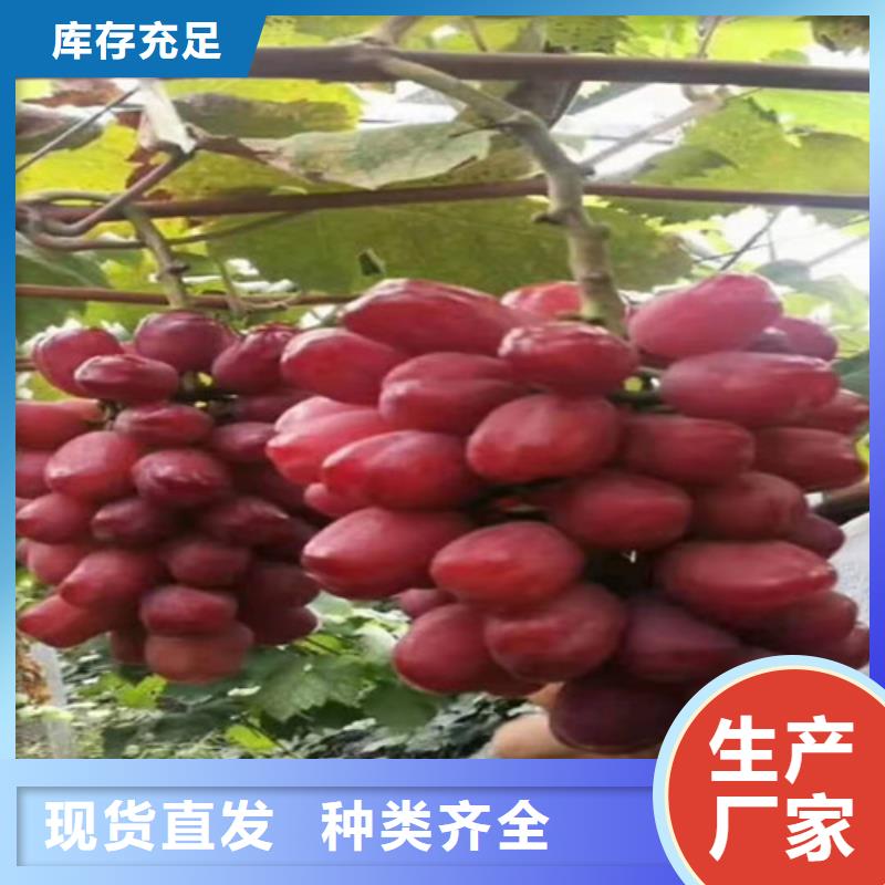 葡萄木瓜海棠苗实力优品