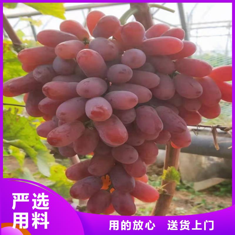 葡萄樱桃树苗实力公司