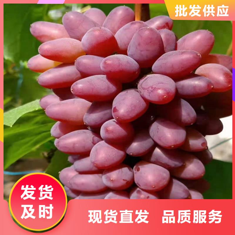 葡萄樱桃树苗实力公司