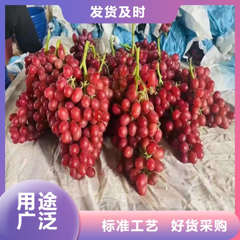葡萄樱桃树苗实力公司