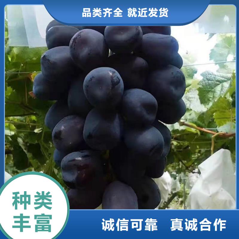 葡萄樱桃树苗实力公司