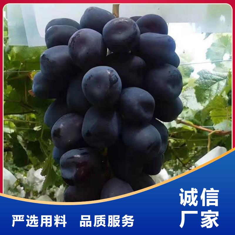 葡萄木瓜海棠苗实力优品
