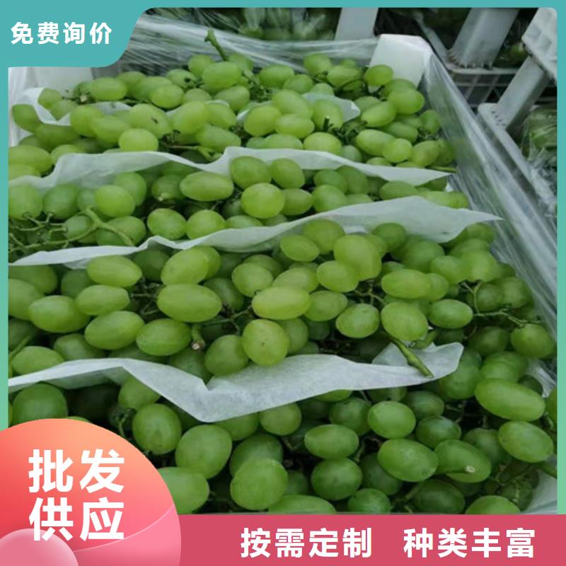 葡萄樱桃树苗实力公司