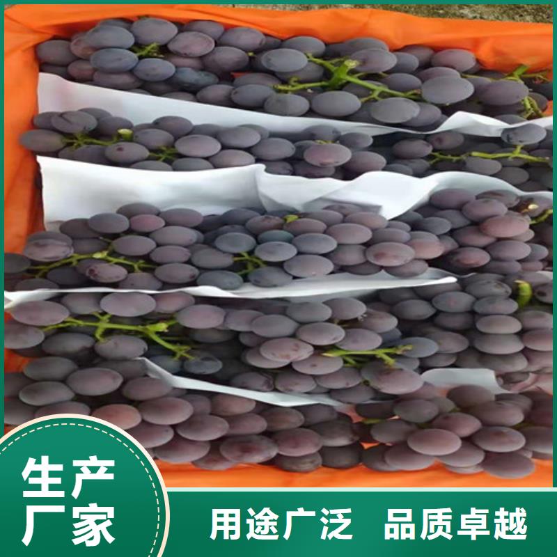 葡萄樱桃树苗实力公司