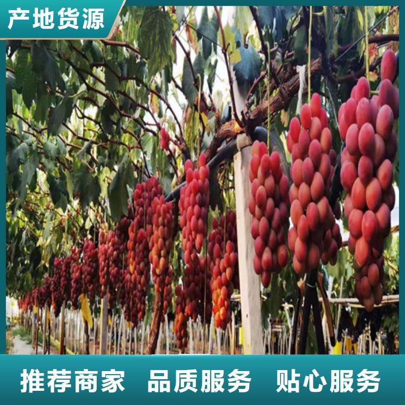葡萄樱桃树苗实力公司
