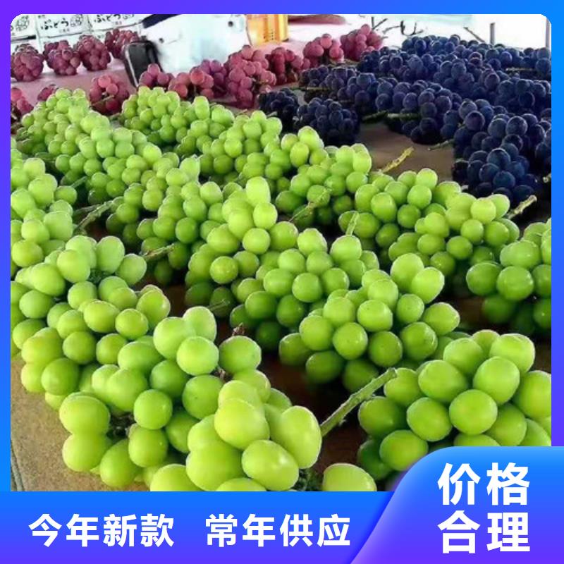 葡萄樱桃树苗实力公司