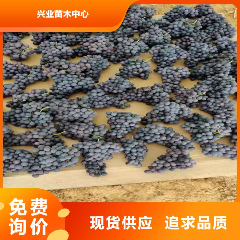 葡萄樱桃树苗实力公司