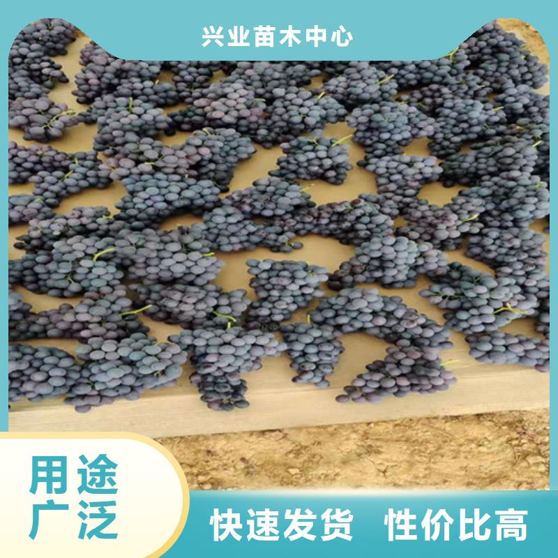 葡萄樱桃树苗实力公司