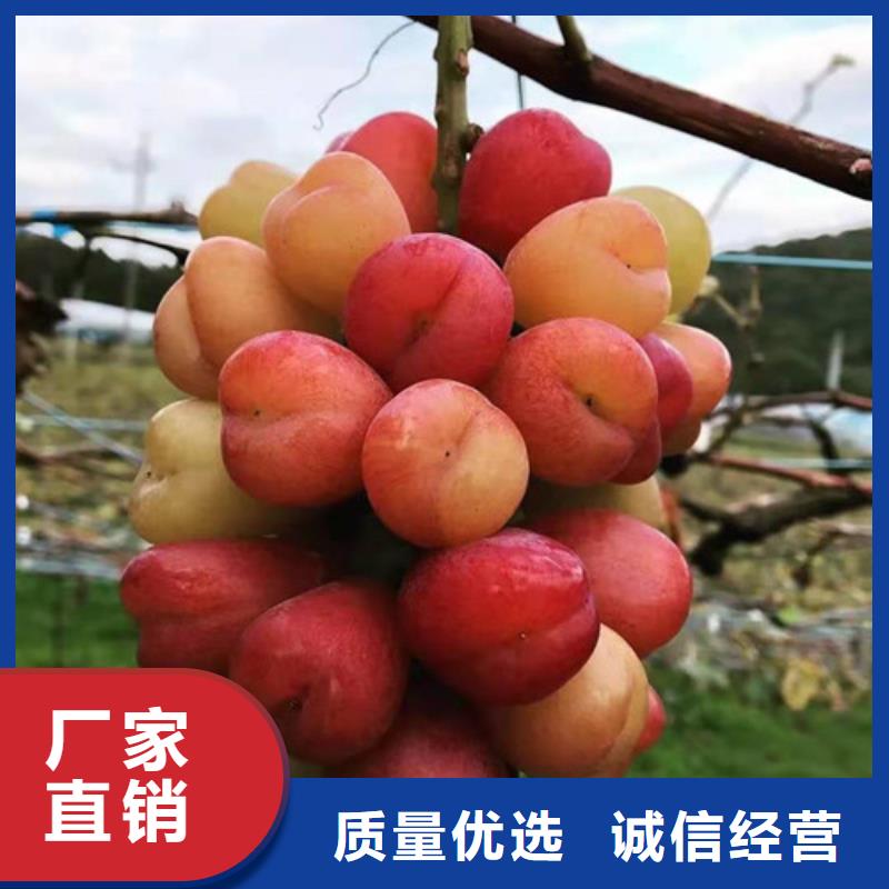 葡萄樱桃树苗实力公司