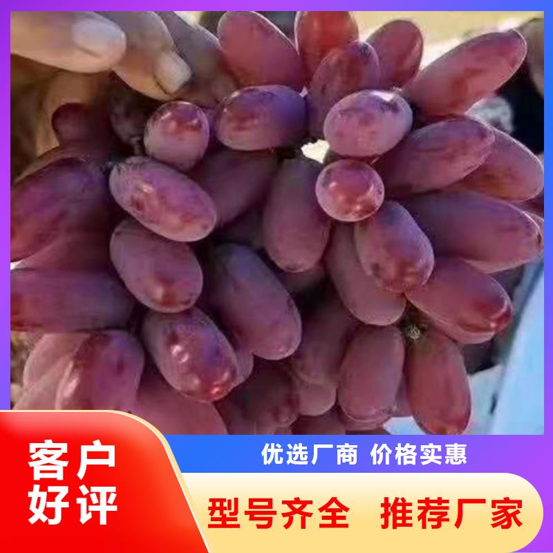 葡萄樱桃树苗实力公司