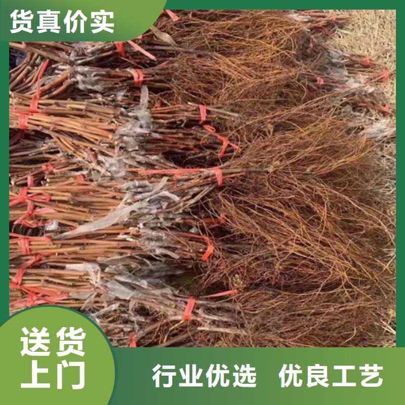葡萄樱桃树苗实力公司