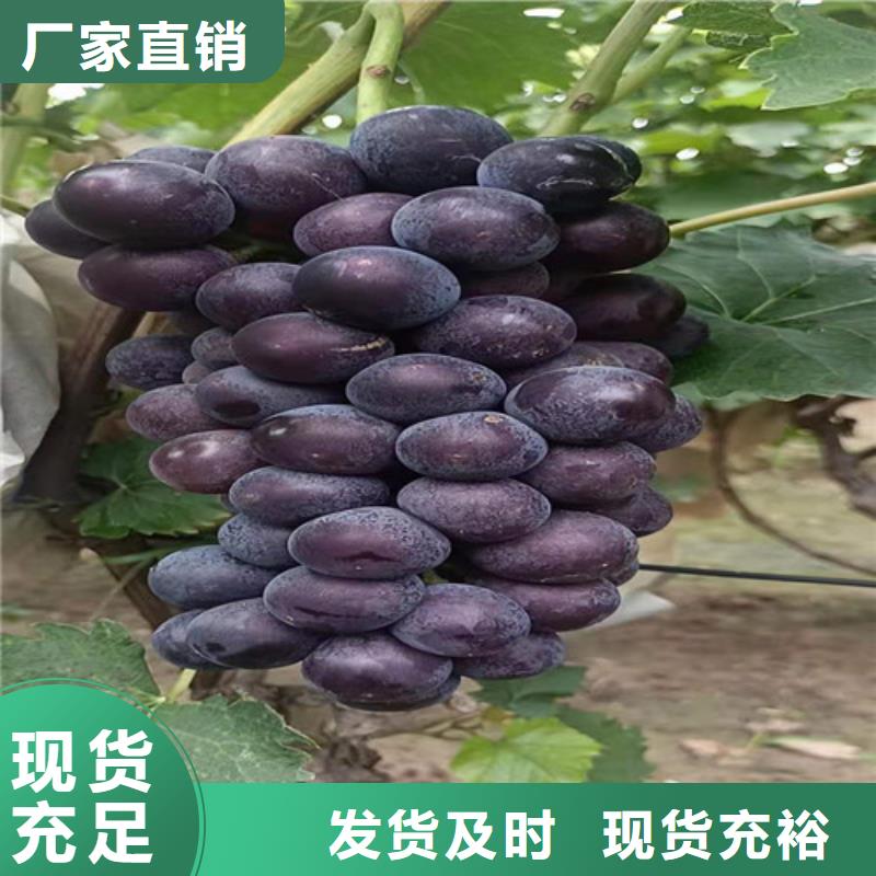 葡萄樱桃树苗实力公司
