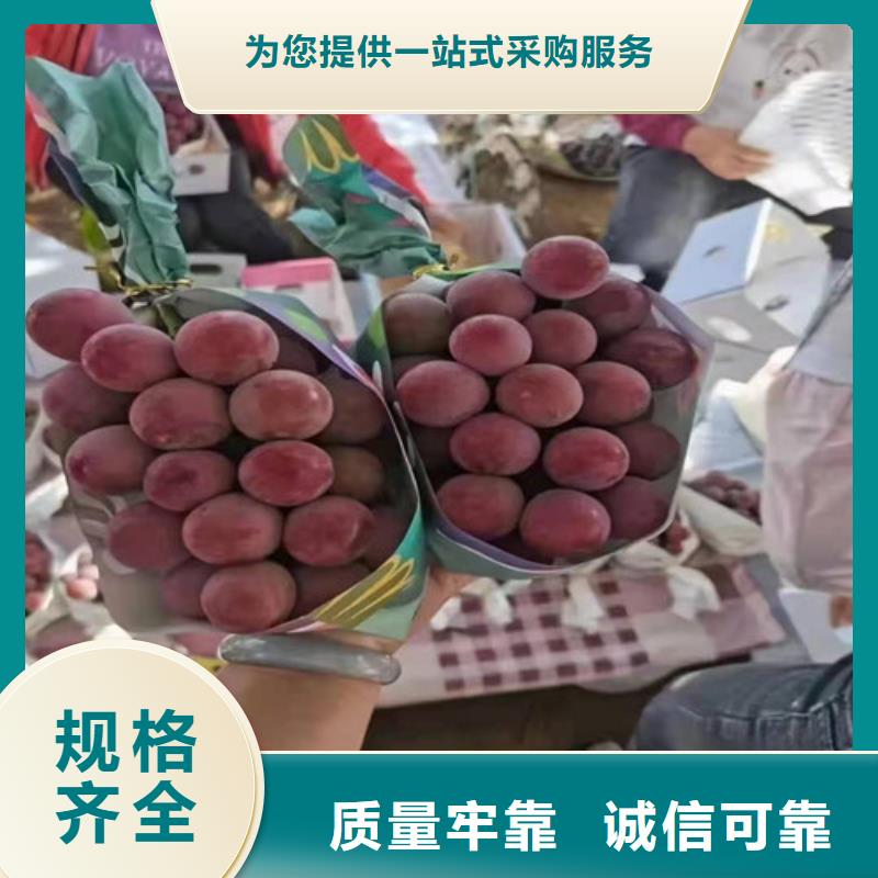 葡萄樱桃树苗实力公司