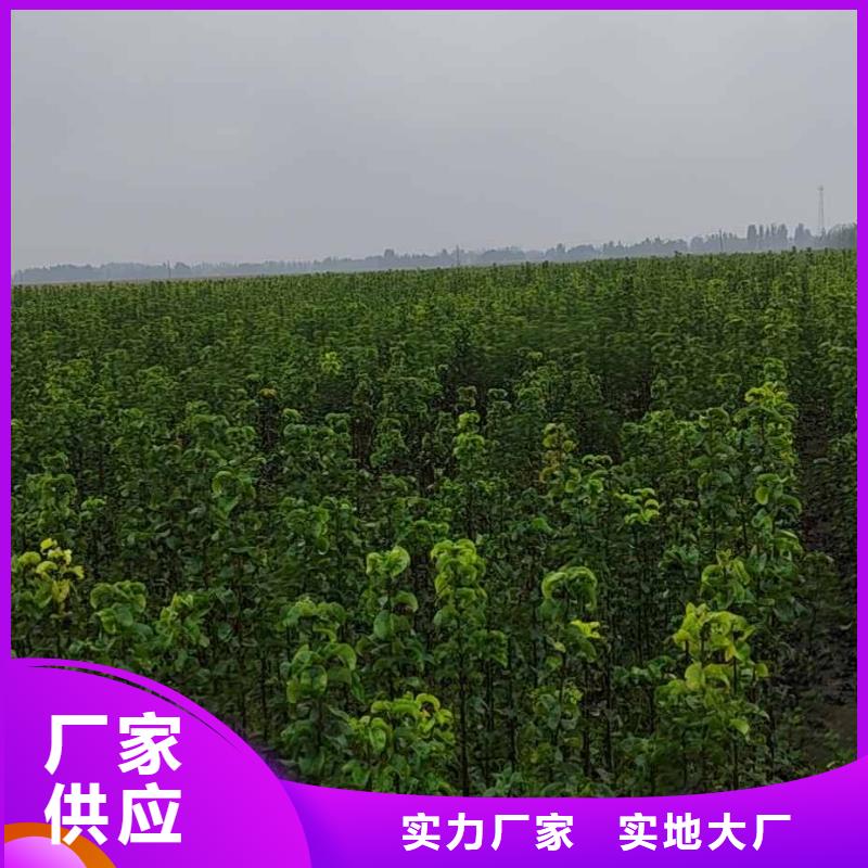 梨海棠苗现货充裕