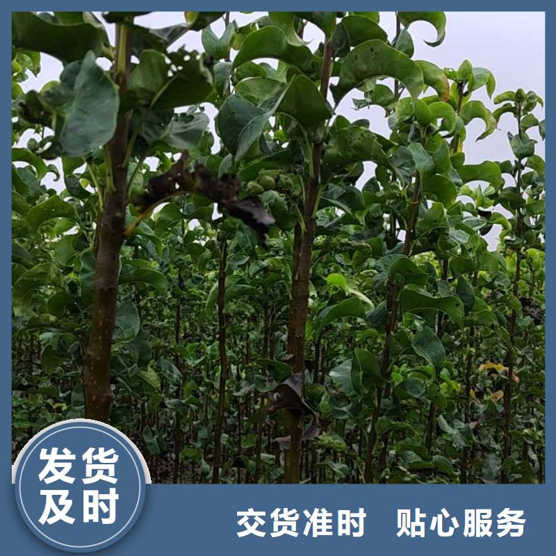 梨海棠苗现货充裕