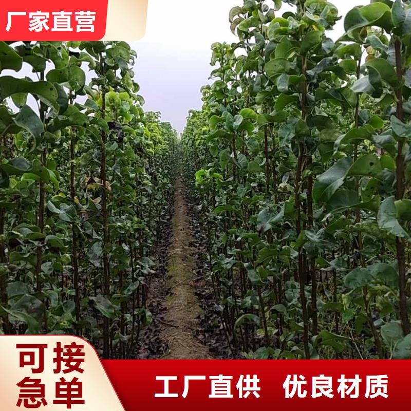 梨_梨树苗基地实力见证