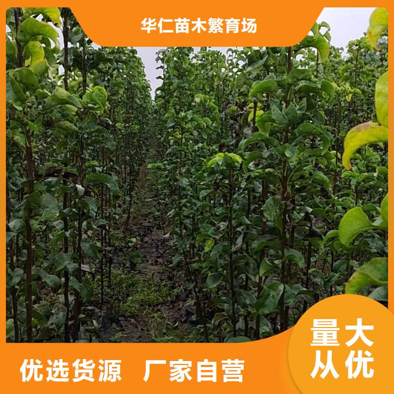 梨新梨7号梨树苗生产型