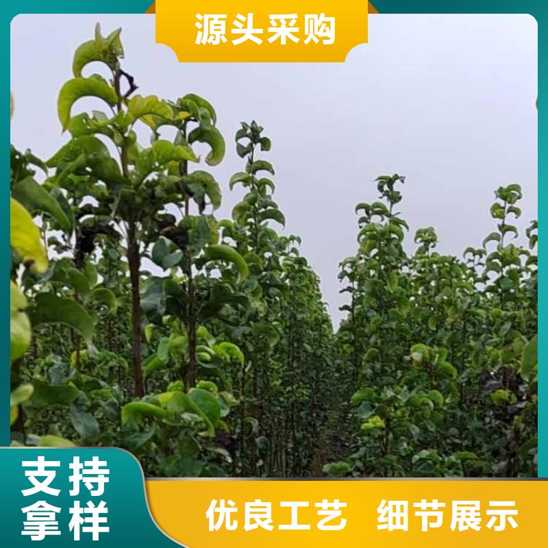 梨毛桃苗多年实力厂家