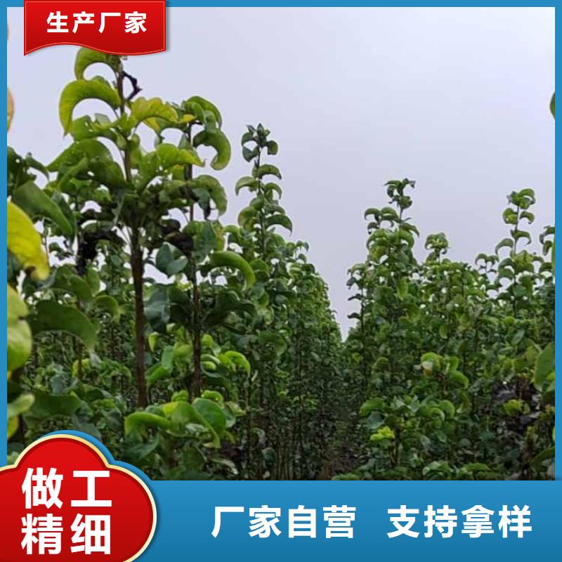 梨毛桃苗源头工厂