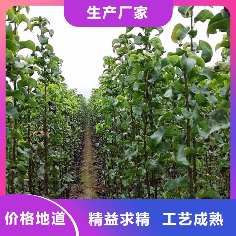 秋月梨苗哪里的价格低