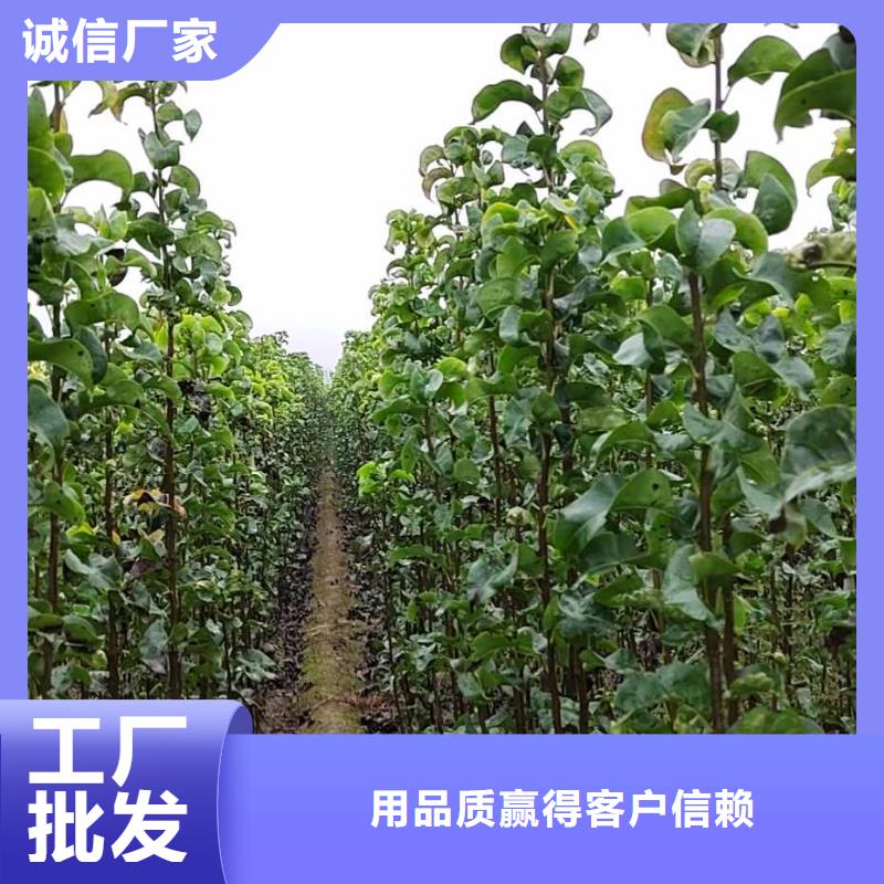 梨毛桃苗多年实力厂家