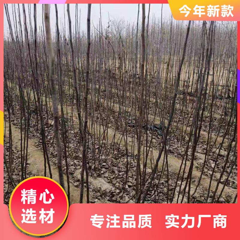 梨毛桃苗源头工厂