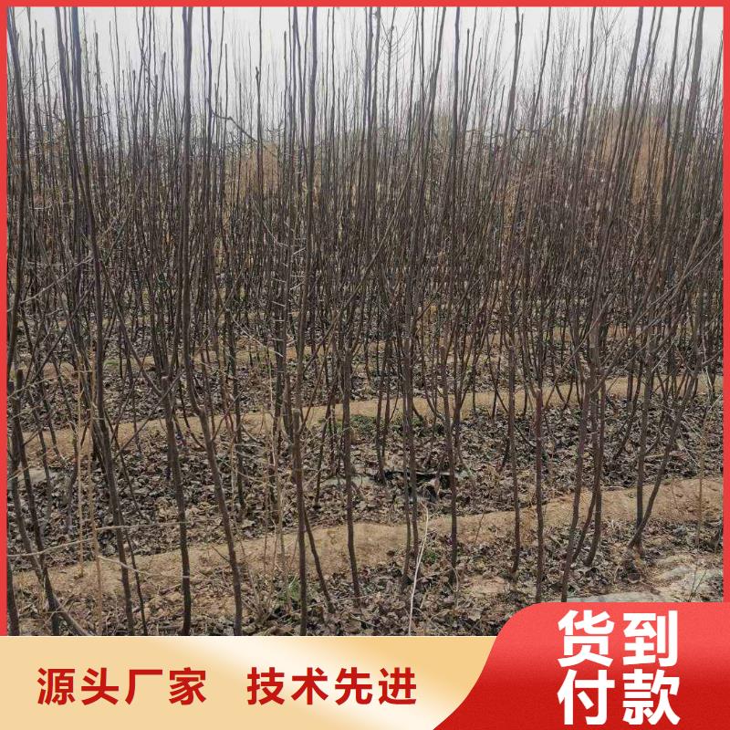 梨毛桃苗源头工厂