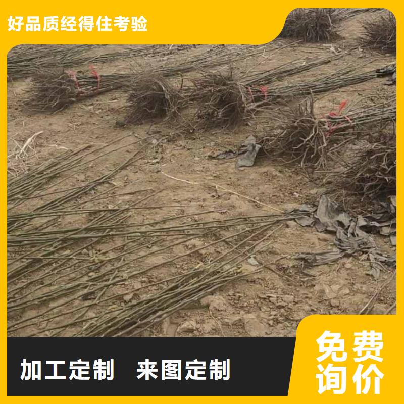 秋月梨树苗几年结果