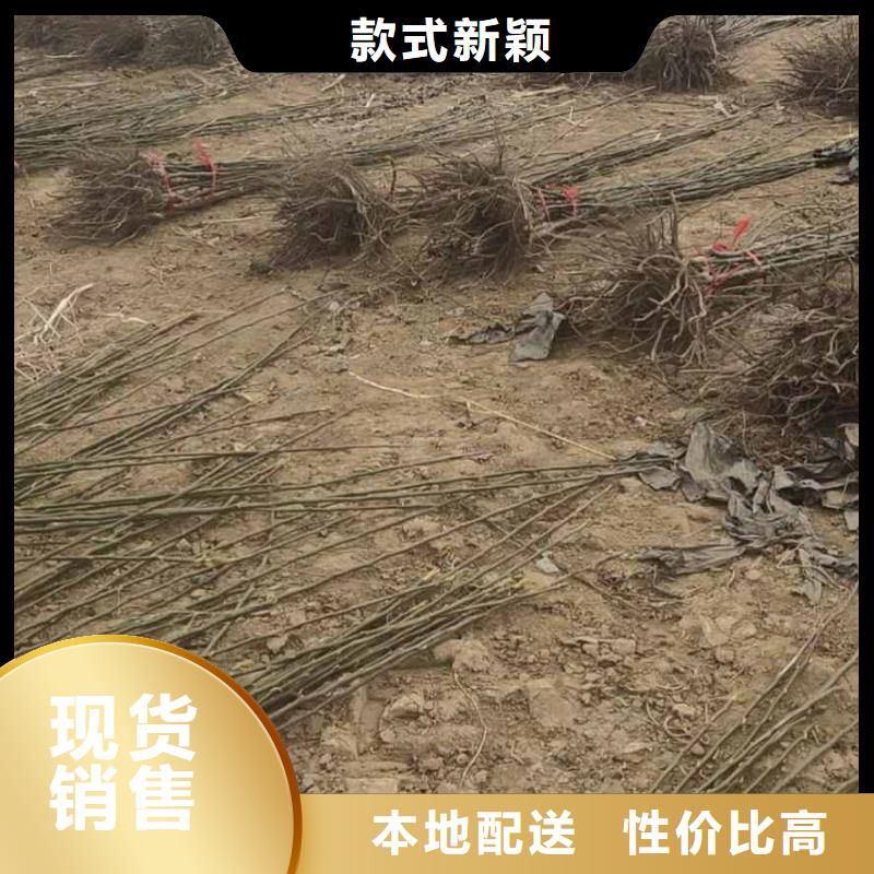 梨新梨7号梨树苗生产型