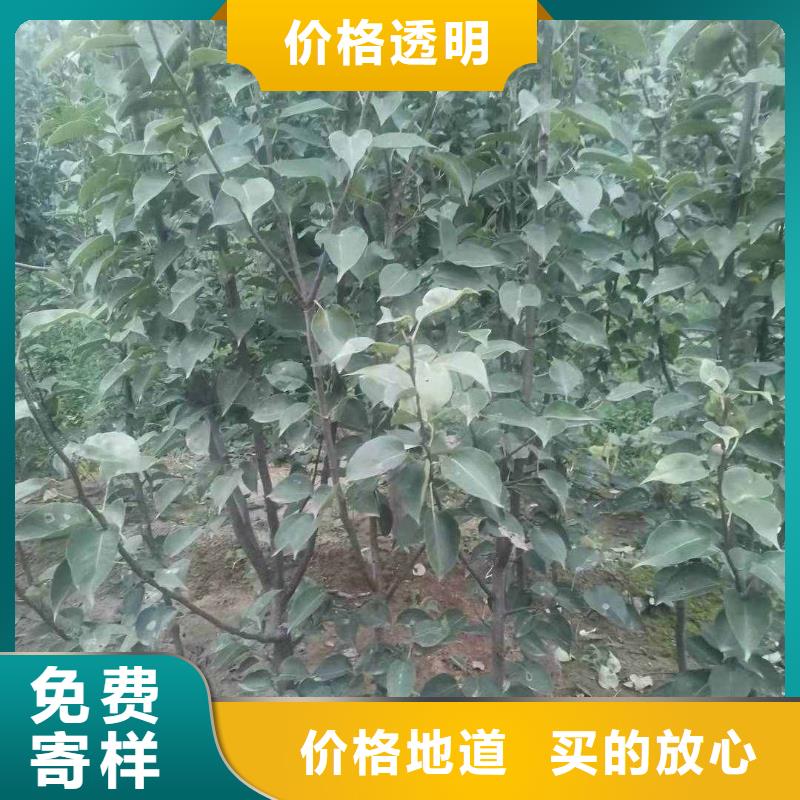 梨玉露香梨树苗源头直供