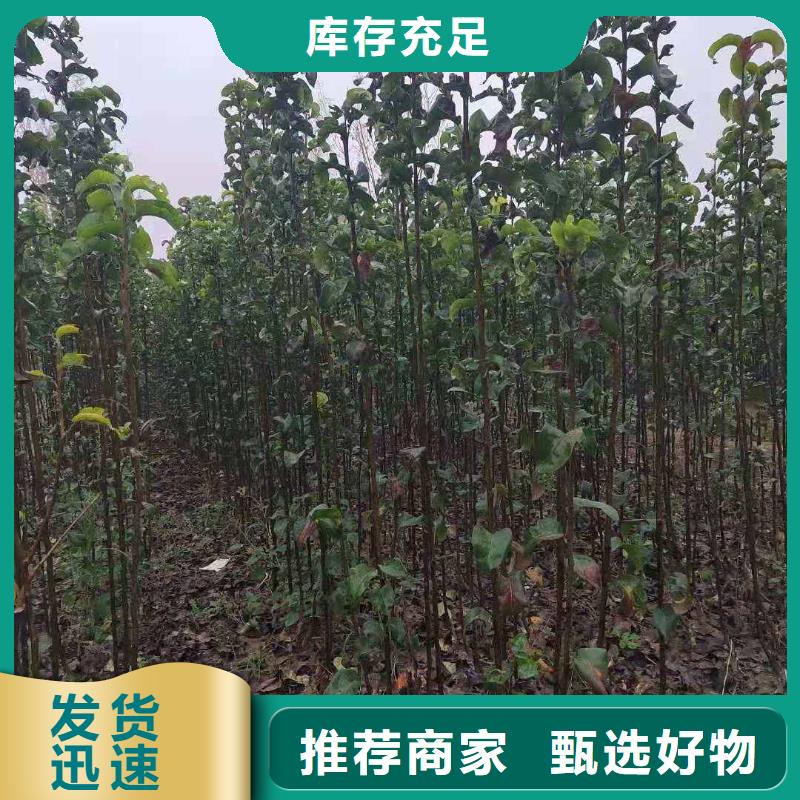 梨红香酥梨树苗库存充足