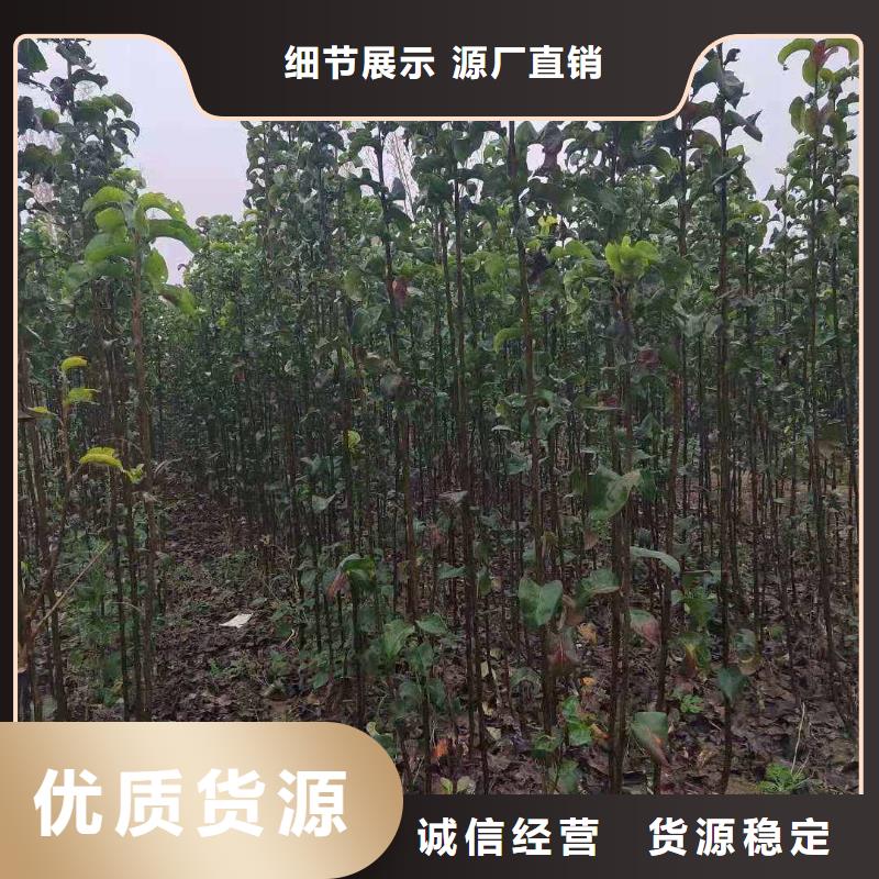 梨玉露香梨树苗源头直供