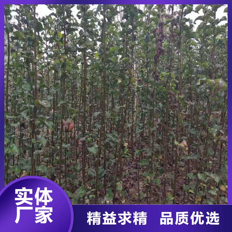 梨红香酥梨树苗库存充足