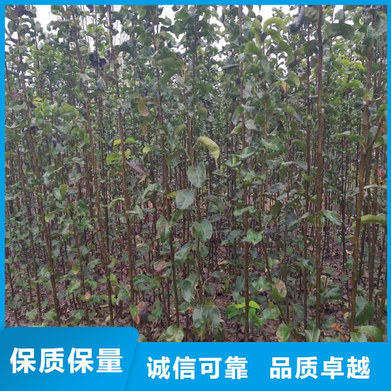 秋月梨树苗几年结果