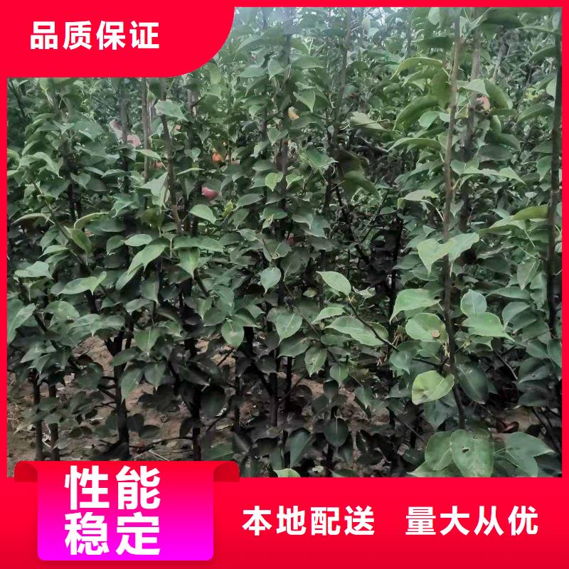 梨海棠苗现货充裕