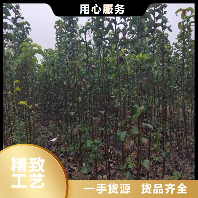 梨红香酥梨树苗库存充足