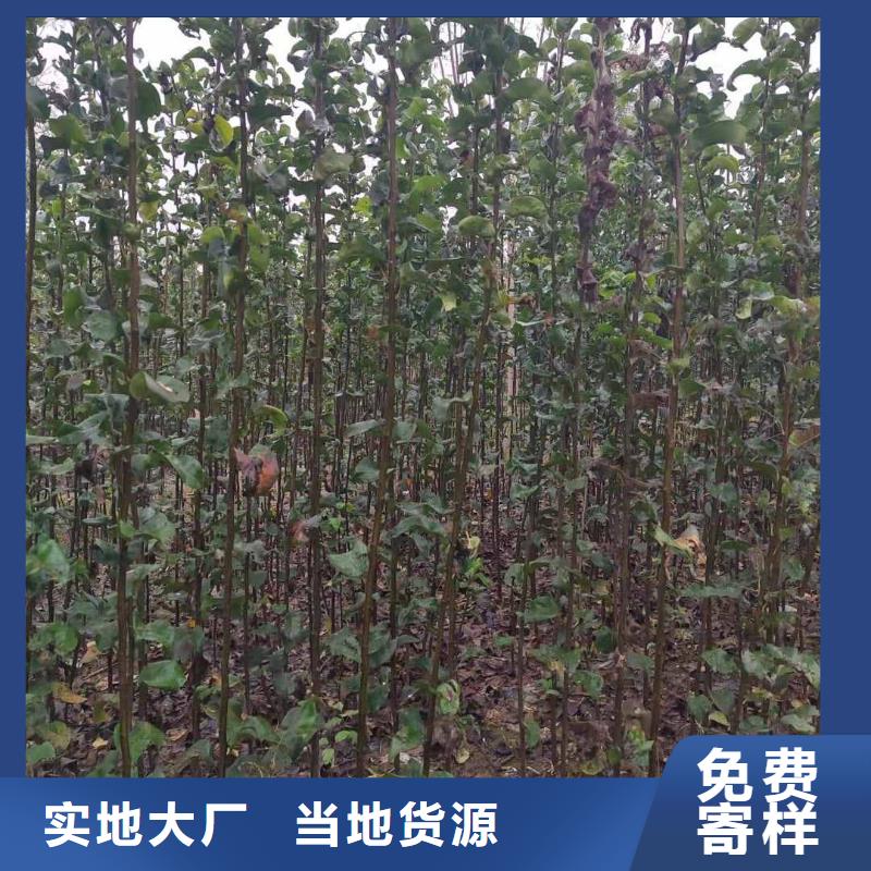 秋月梨种植苗产地