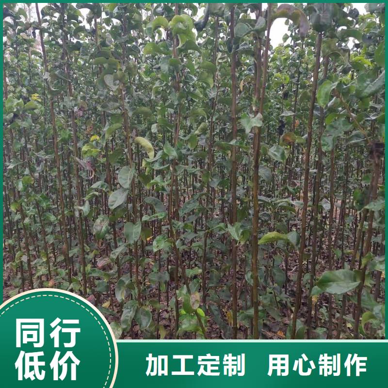 梨玉露香梨树苗源头直供