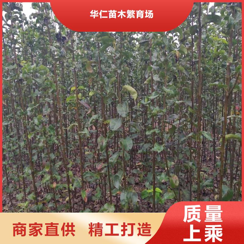 梨海棠苗现货充裕