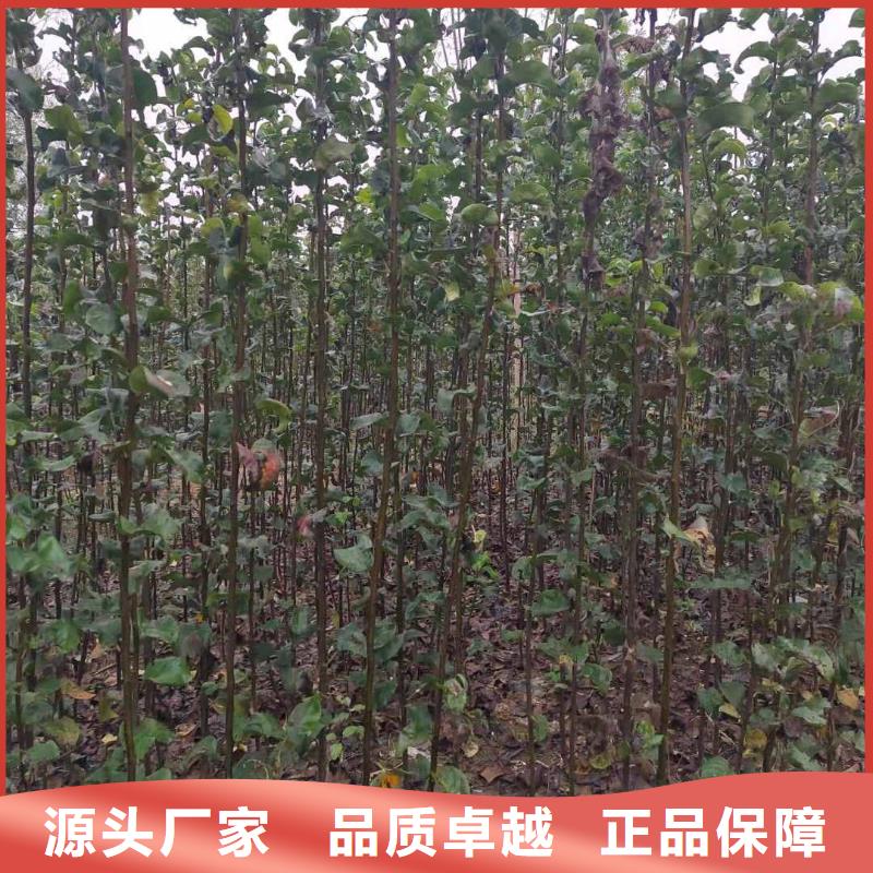 梨毛桃苗源头工厂