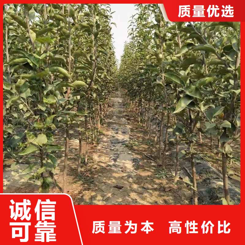 梨玉露香梨树苗源头直供