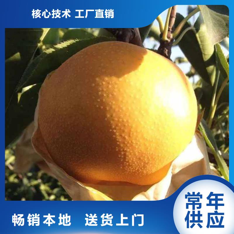 梨红香酥梨树苗库存充足
