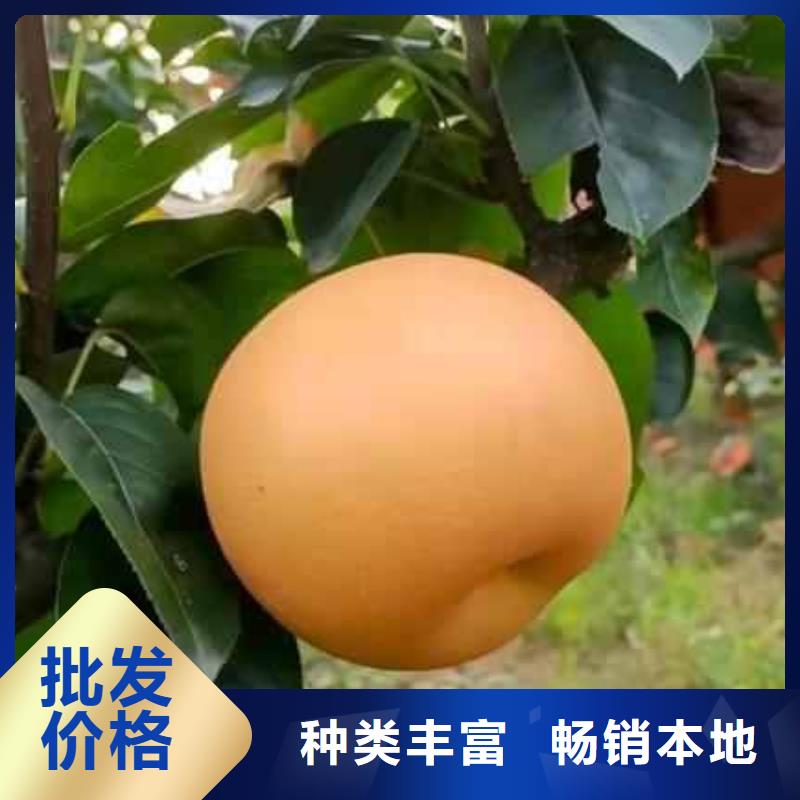 梨_梨树苗基地实力见证