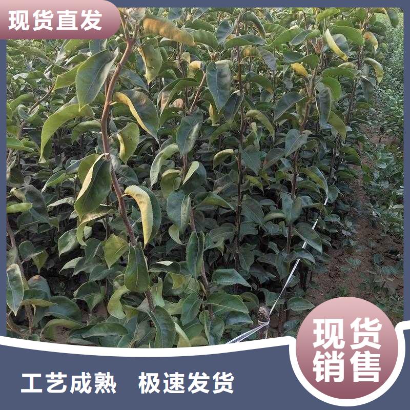 梨梨树苗基地用心做产品